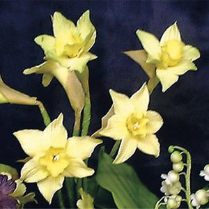 FMM 2 Piece Daffodil